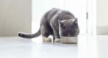 How To Choose The Best Food For Your Cat?