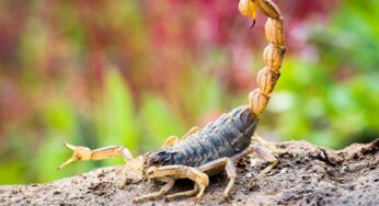 How To Prevent Scorpions From Invading Your Property