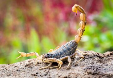 How To Prevent Scorpions From Invading Your Property - yard, scorpion, prevention, home