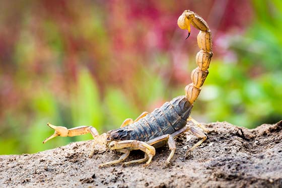 How To Prevent Scorpions From Invading Your Property - yard, scorpion, prevention, home