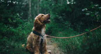 How to Keep Your Furry Mate Disease Free?