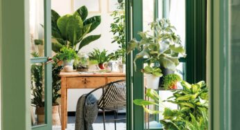 How To Protect Our Plants In Winter