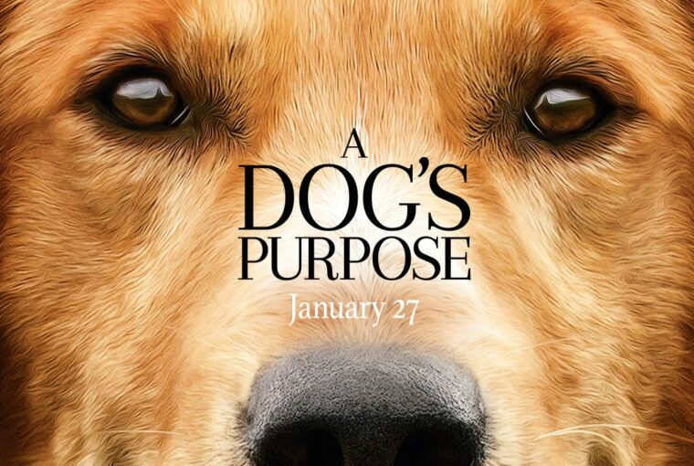Dog Movies You Should See - style motivation, pets, movies, dogs, dog movies