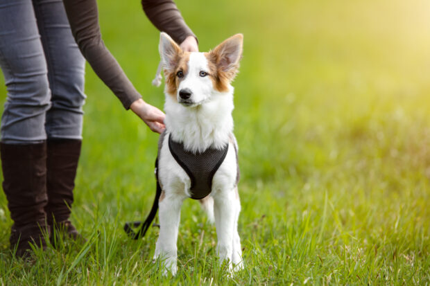 5 Main Differences Between A Harness And A Collar For Your Dog - pets, dogs, collar