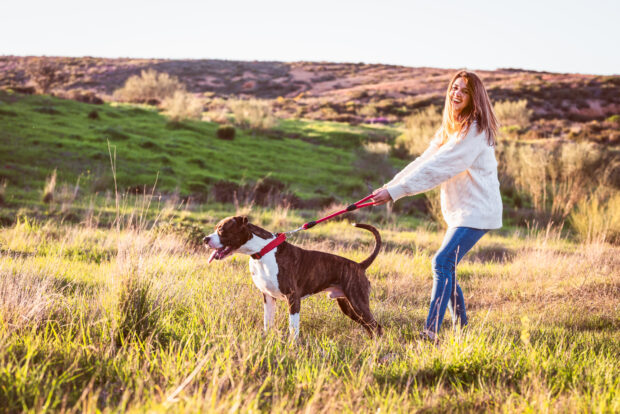 5 Main Differences Between A Harness And A Collar For Your Dog - pets, dogs, collar