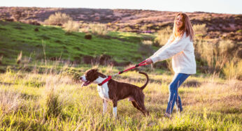 5 Main Differences Between A Harness And A Collar For Your Dog