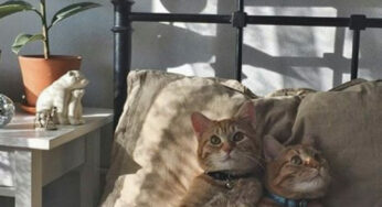 Cat Photography Inspiration