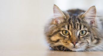 13 Things to Buy For Your Cat