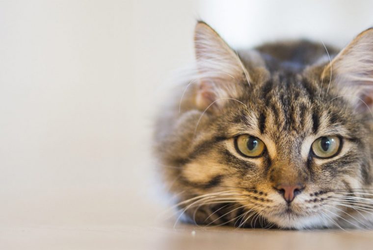 13 Things to Buy For Your Cat 13 Things to Buy For Your Cat - toys, soft bed, shampoo, Pet, litter box, hair roller, food, collar, clothes, cat, buy