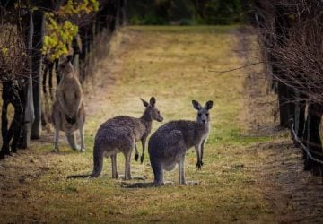 Sip Your Way Through 5 Best Wine Regions In Australia - yarra valley, wine region, victoria, the barossa valley, mclaren vale, hinter walley, coonawarra, australian, australia
