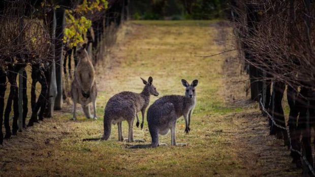 Sip Your Way Through 5 Best Wine Regions In Australia - yarra valley, wine region, victoria, the barossa valley, mclaren vale, hinter walley, coonawarra, australian, australia