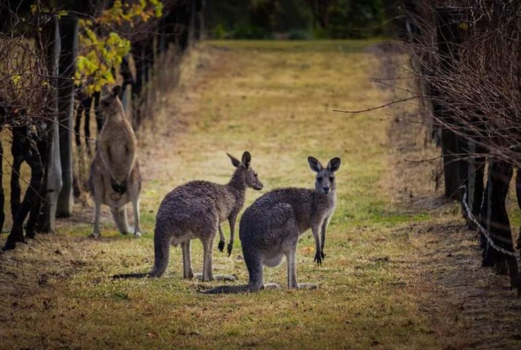 Sip Your Way Through 5 Best Wine Regions In Australia Sip Your Way Through 5 Best Wine Regions In Australia - yarra valley, wine region, victoria, the barossa valley, mclaren vale, hinter walley, coonawarra, australian, australia