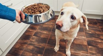 Seven Vest Online Dog Food Suppliers In New Zealand