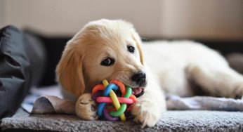 Introducing A New Puppy Into Your Family Home