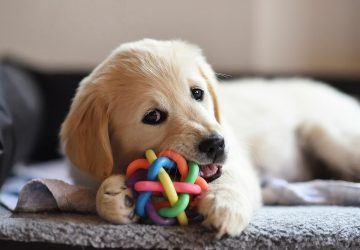 Introducing A New Puppy Into Your Family Home - puppy, introduce, home, family, dog