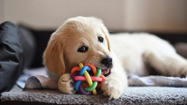 Introducing A New Puppy Into Your Family Home - puppy, introduce, home, family, dog