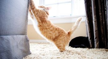 How to Stop Your Cats from Scratching Furniture