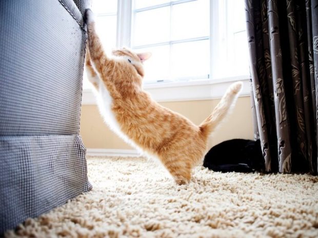 How to Stop Your Cats from Scratching Furniture - training, furniture, cats