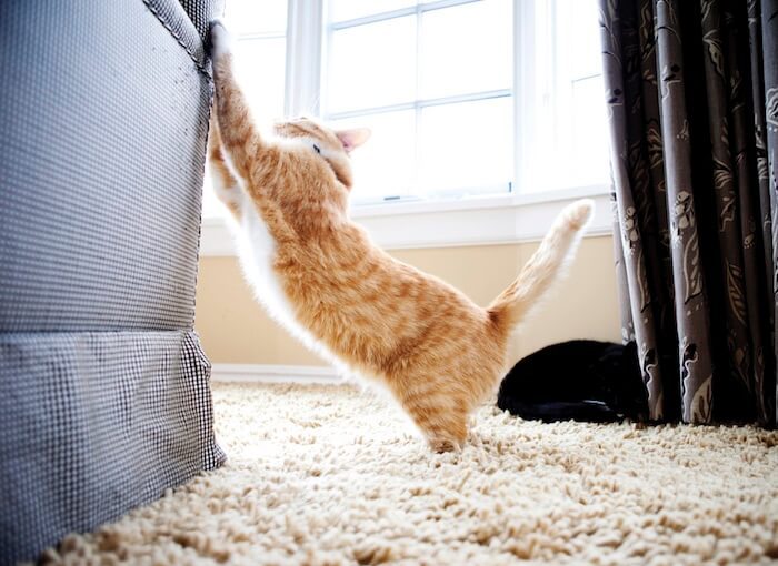 How to Stop Your Cats from Scratching Furniture How to Stop Your Cats from Scratching Furniture - training, furniture, cats