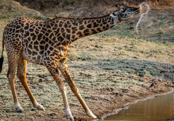 10 Reasons to Go On Vacation With Your Family to Zambia - zambia, vacation, tavel, family
