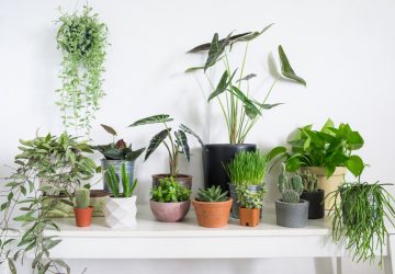 Best Techniques For Re-Potting Indoor Plants - repotting, prune, Plants, plant, new pot, indoor