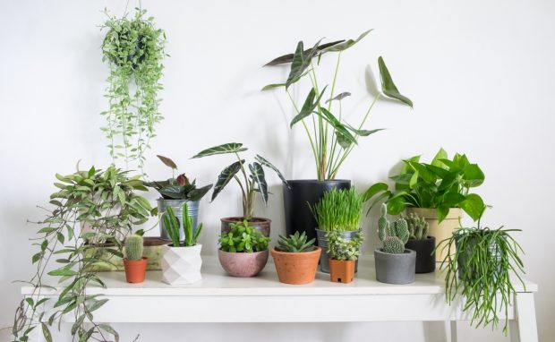 Best Techniques For Re-Potting Indoor Plants - repotting, prune, Plants, plant, new pot, indoor