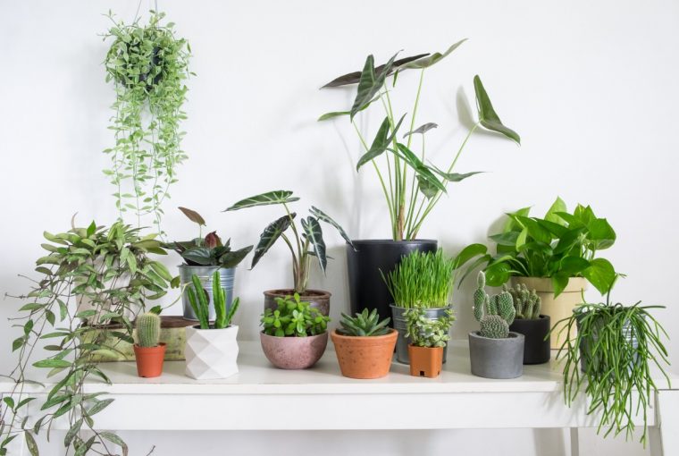 Best Techniques For Re-Potting Indoor Plants Best Techniques For Re-Potting Indoor Plants - repotting, prune, Plants, plant, new pot, indoor