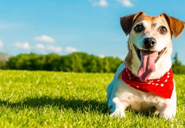 4 Tips to Keep Your Dog Happy This Summer - sunscream, summer, happy, Frozen Treats, exercise, dog