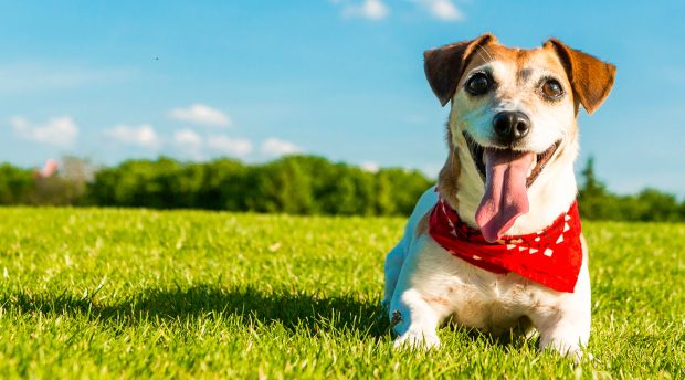 4 Tips to Keep Your Dog Happy This Summer - sunscream, summer, happy, Frozen Treats, exercise, dog