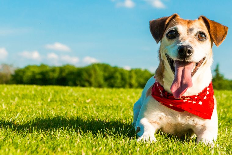 4 Tips to Keep Your Dog Happy This Summer 4 Tips to Keep Your Dog Happy This Summer - sunscream, summer, happy, Frozen Treats, exercise, dog
