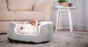 The Main Essential Tips For Raising A Dog In An Apartment