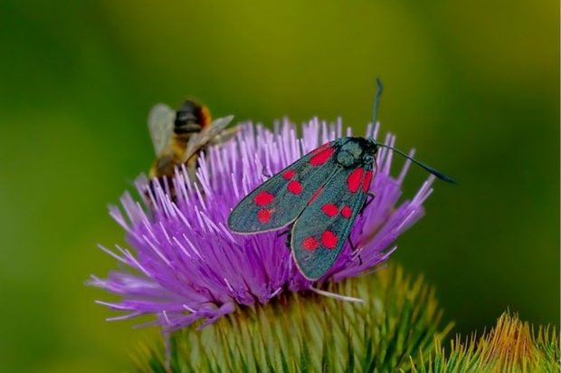 Do You Have A Spotted Lanternfly Problem? Here Are A Few Solutions - problem, lanternfly, host plant