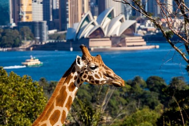 Sydney: The Metropolis of Oceania - Taronga Zoo, Sydney Tower, sydney, St Mary's Cathedral
