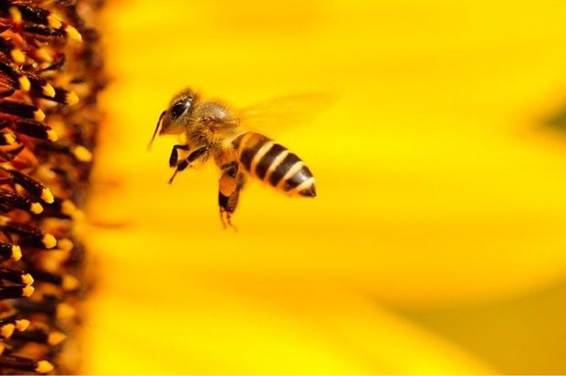 How To Teach Children The Importance Of Bees - society, Lifestyle, importance, honeybee, bee