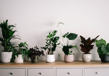 6 Low-Maintenance Indoor Houseplants That Look Awesome - Plants, interior design, home, decor