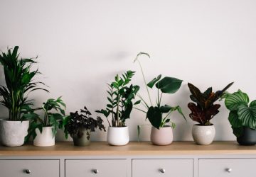 6 Low-Maintenance Indoor Houseplants That Look Awesome - Plants, interior design, home, decor