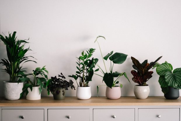 6 Low-Maintenance Indoor Houseplants That Look Awesome - Plants, interior design, home, decor