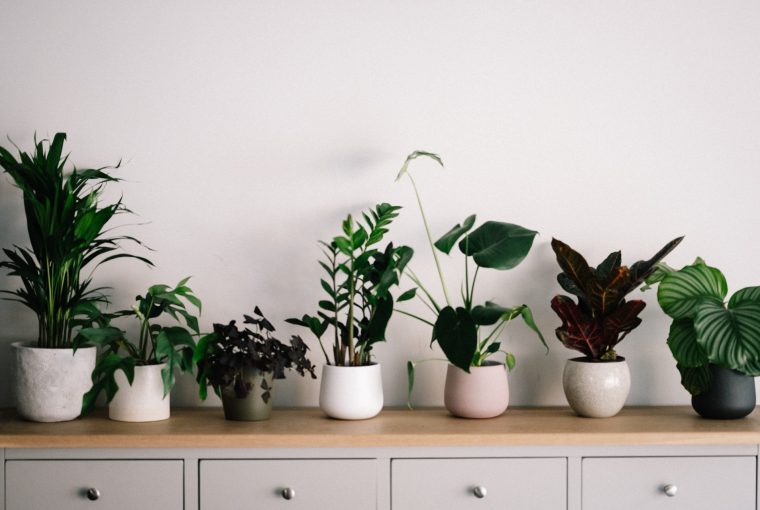 6 Low-Maintenance Indoor Houseplants That Look Awesome 6 Low-Maintenance Indoor Houseplants That Look Awesome - Plants, interior design, home, decor