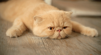 Lazy Cat? Here’s How You Get Them Off The Couch