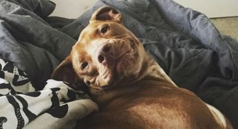 Six Ways to Make Apartment Living Easier For Your Senior Dog