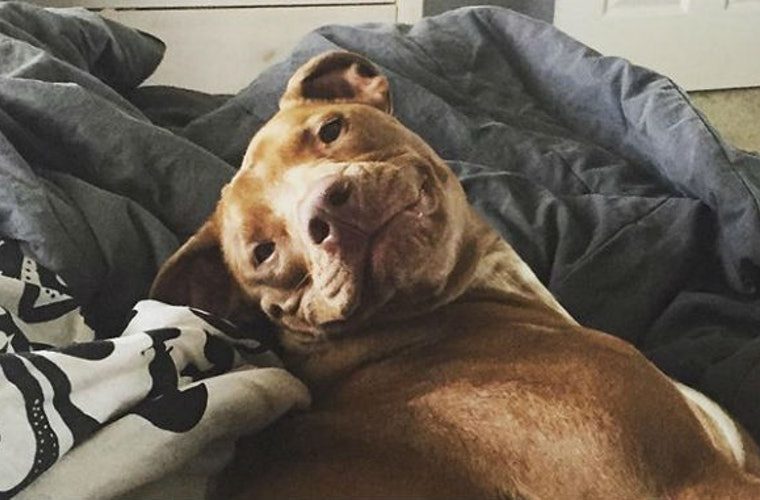 Six Ways to Make Apartment Living Easier For Your Senior Dog Six Ways to Make Apartment Living Easier For Your Senior Dog - Pet, home, health, animals