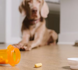 The Benefits of Pet Supplements - supplements, Pet, overall health, boost immune system, benefits