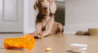 The Benefits of Pet Supplements