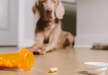 The Benefits of Pet Supplements - supplements, Pet, overall health, boost immune system, benefits