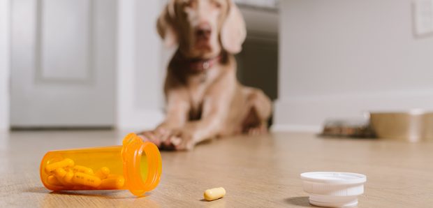 The Benefits of Pet Supplements - supplements, Pet, overall health, boost immune system, benefits