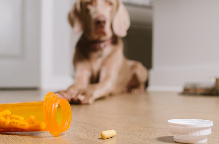 The Benefits of Pet Supplements The Benefits of Pet Supplements - supplements, Pet, overall health, boost immune system, benefits