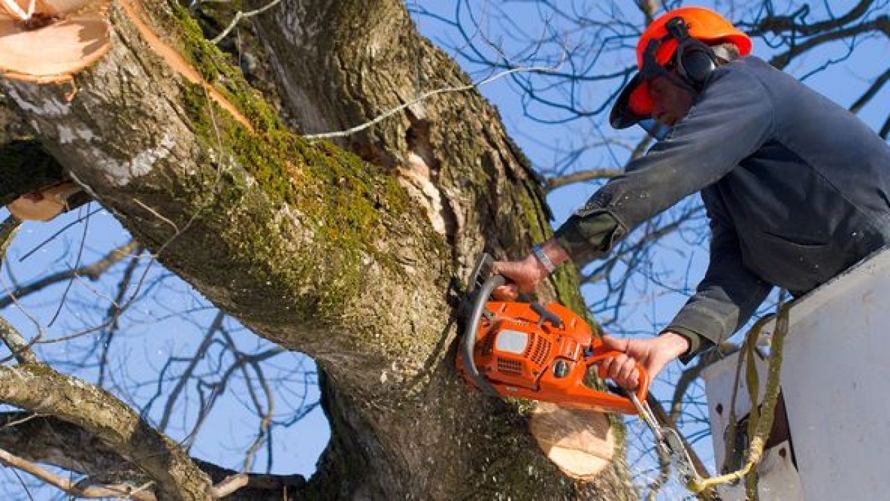 Stump Grinding