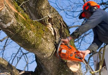 Benefits of Hiring a Tree Removal Company - tree removal, services, safety, hiring, company, benefits, advise