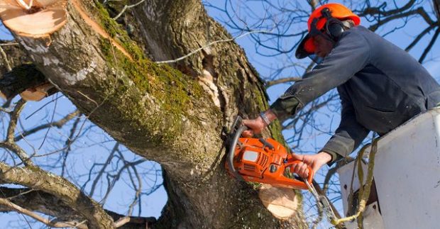 Benefits of Hiring a Tree Removal Company - tree removal, services, safety, hiring, company, benefits, advise