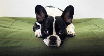 6 Essential Accessories For Your Pup!